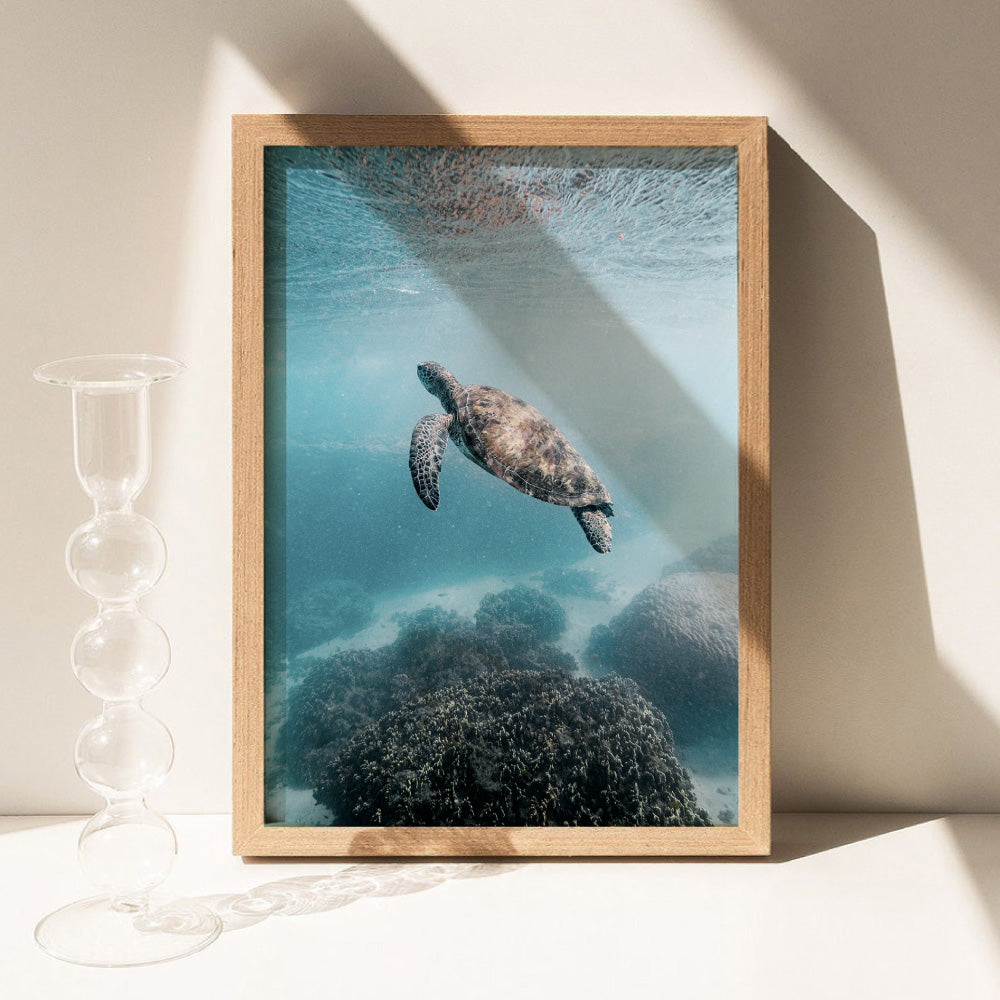 Turtle at Exmouth - Art Print by Beau Micheli, Poster, Stretched Canvas or Framed Wall Art Prints, shown framed in a room