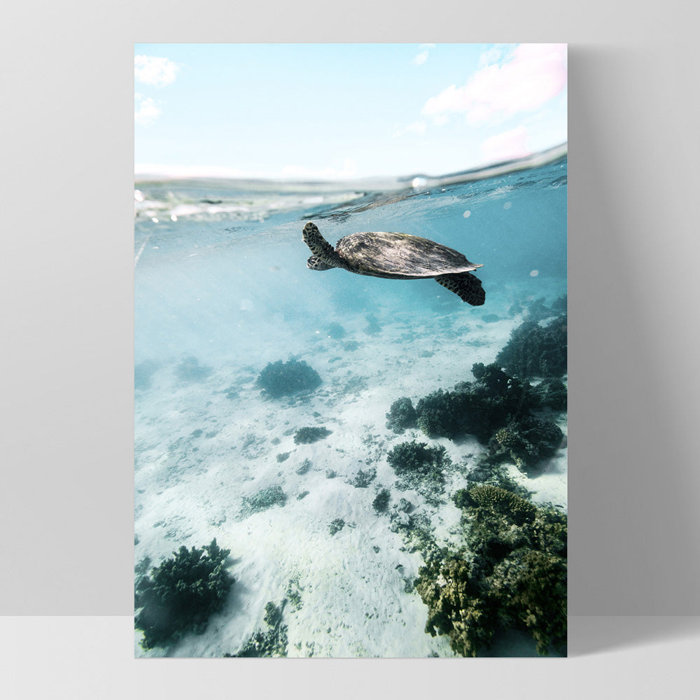 Turtle at Exmouth II - Art Print by Beau Micheli, Poster, Stretched Canvas, or Framed Wall Art Print, shown as a stretched canvas or poster without a frame