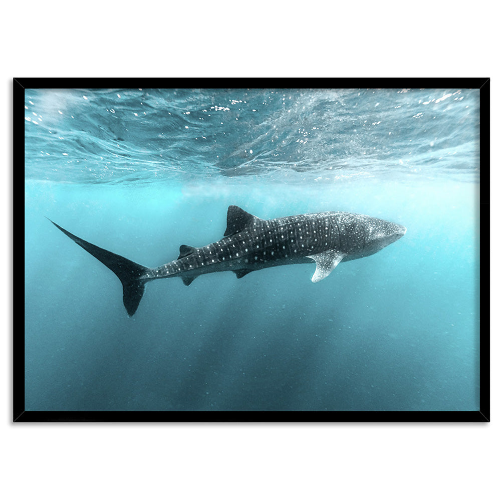 Whale Shark at Exmouth - Art Print by Beau Micheli, Poster, Stretched Canvas, or Framed Wall Art Print, shown in a black frame