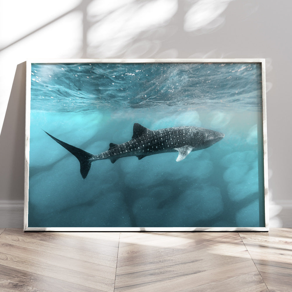 Whale Shark at Exmouth - Art Print by Beau Micheli, Poster, Stretched Canvas or Framed Wall Art Prints, shown framed in a room