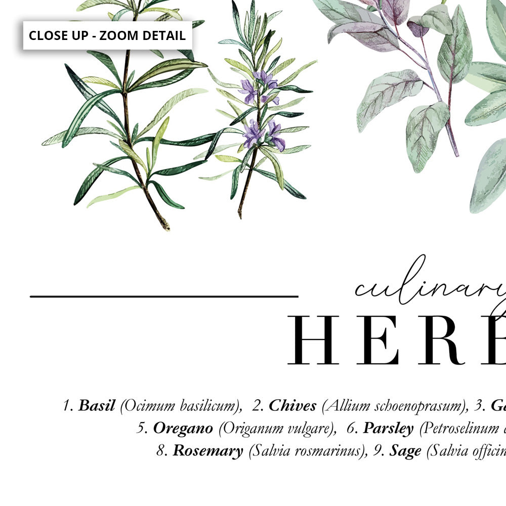 Culinary Herbs Chart - Art Print, Poster, Stretched Canvas or Framed Wall Art, Close up View of Print Resolution