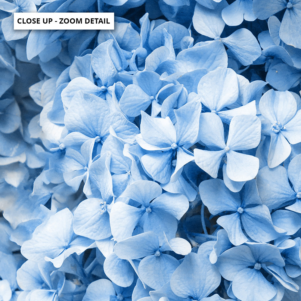 Blue Hydrangea Detail - Art Print, Poster, Stretched Canvas or Framed Wall Art, Close up View of Print Resolution