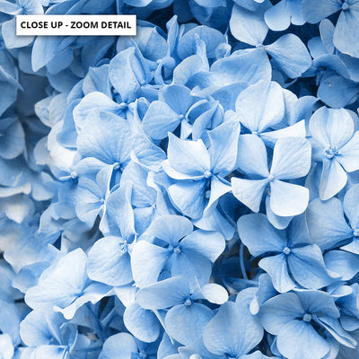 Blue Hydrangea Detail - Art Print, Poster, Stretched Canvas or Framed Wall Art, Close up View of Print Resolution