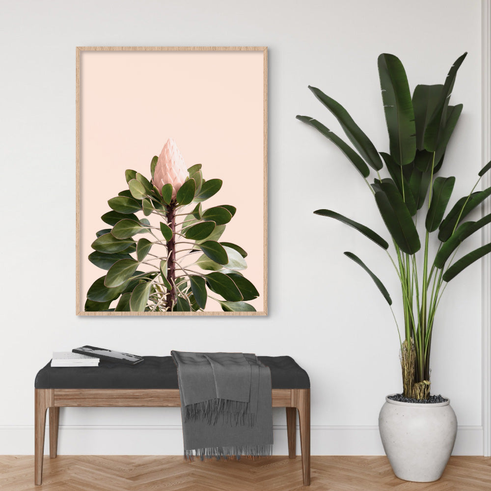 King Protea en Blush - Art Print, Poster, Stretched Canvas or Framed Wall Art Prints, shown framed in a room