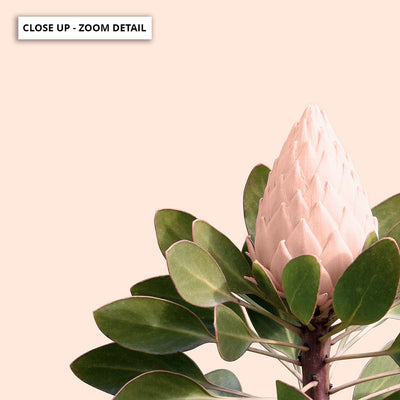 King Protea en Blush - Art Print, Poster, Stretched Canvas or Framed Wall Art, Close up View of Print Resolution
