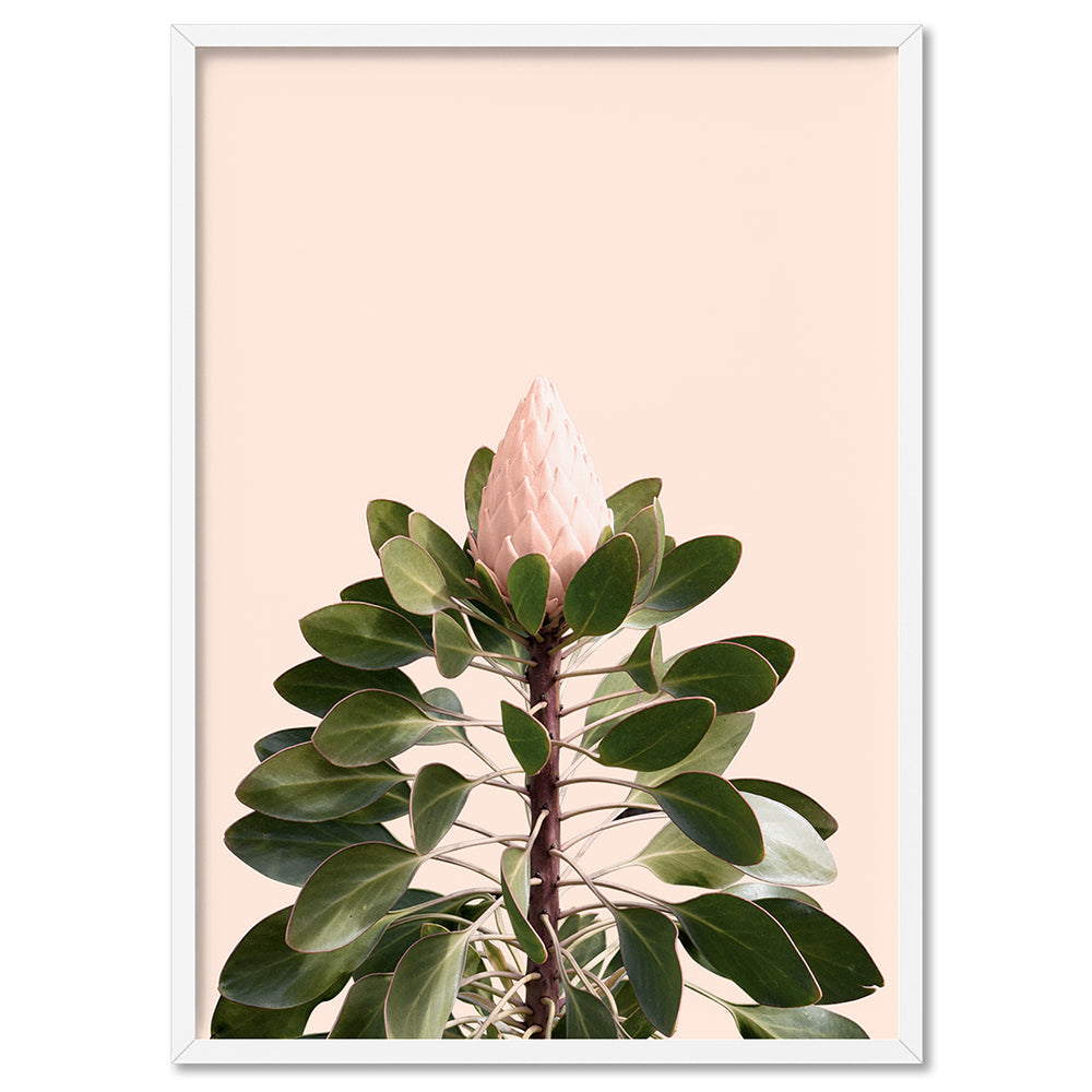 King Protea en Blush - Art Print, Poster, Stretched Canvas, or Framed Wall Art Print, shown in a white frame