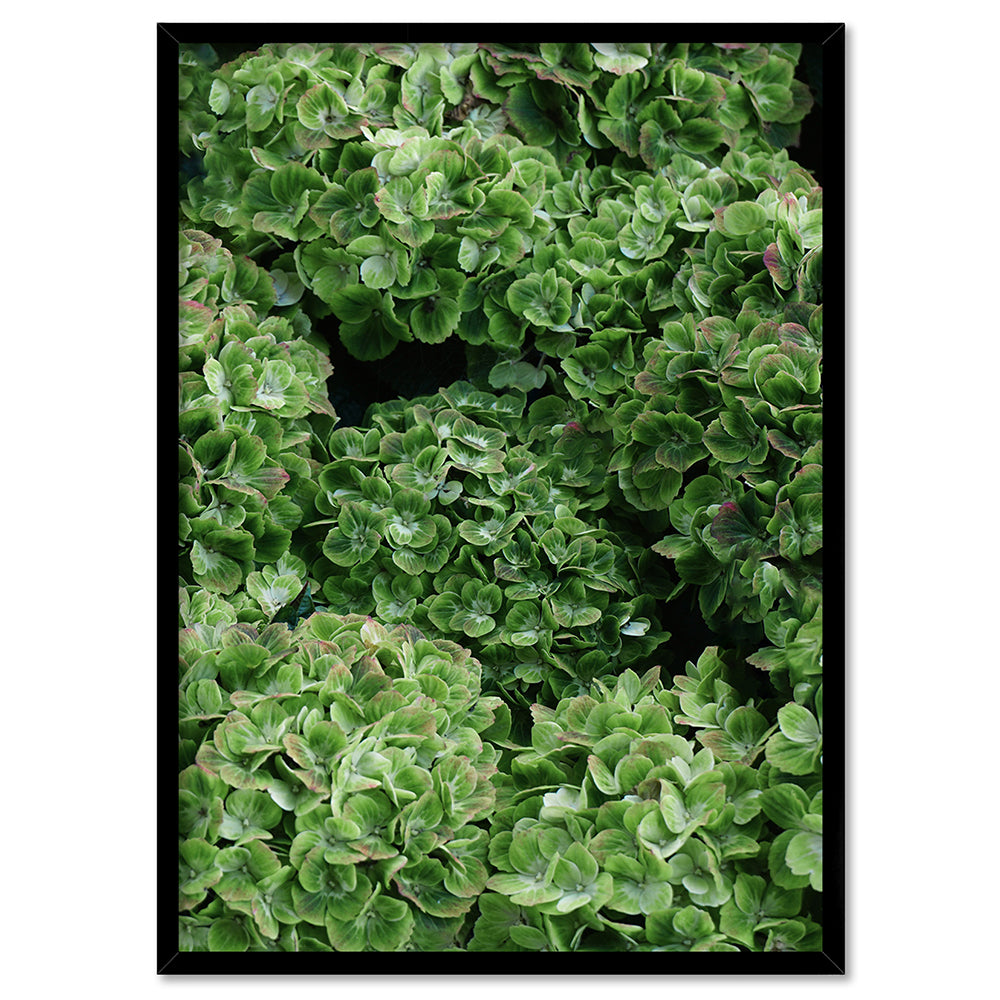 Green Hydrangea Detail - Art Print, Poster, Stretched Canvas, or Framed Wall Art Print, shown in a black frame