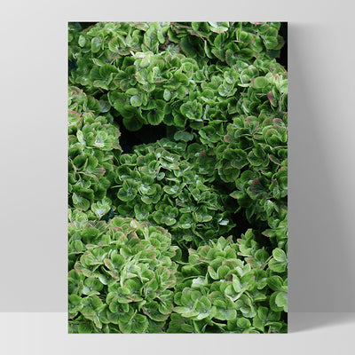 Green Hydrangea Detail - Art Print, Poster, Stretched Canvas, or Framed Wall Art Print, shown as a stretched canvas or poster without a frame