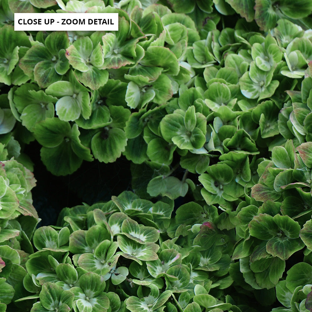 Green Hydrangea Detail - Art Print, Poster, Stretched Canvas or Framed Wall Art, Close up View of Print Resolution