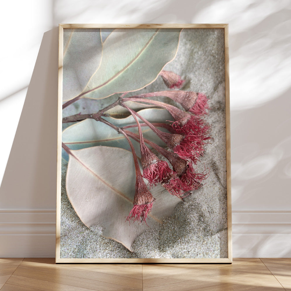 Dried Gum Flowers on the Beach - Art Print, Poster, Stretched Canvas or Framed Wall Art Prints, shown framed in a room