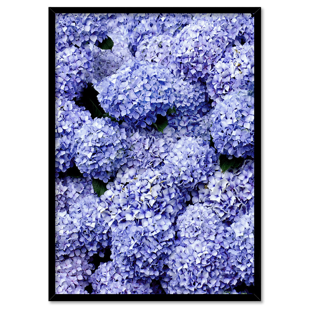 Purple Hydrangea Detail - Art Print, Poster, Stretched Canvas, or Framed Wall Art Print, shown in a black frame