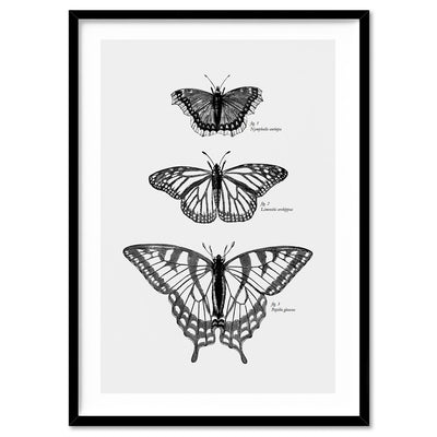 Butterflies Entomology / Mourning cloak, Viceroy & Eastern Tiger Swallowtail - Art Print, Poster, Stretched Canvas, or Framed Wall Art Print, shown in a black frame