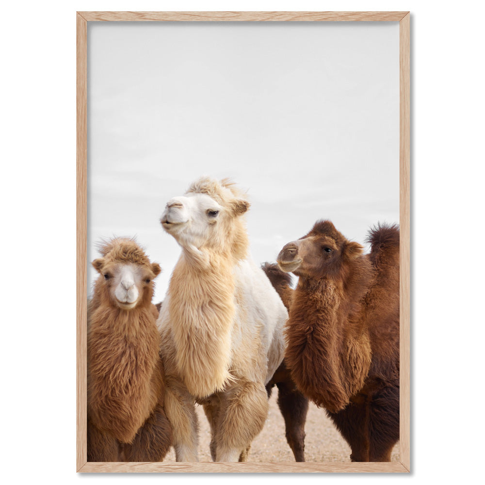 The Pack | Alpaca Trio - Art Print, Poster, Stretched Canvas, or Framed Wall Art Print, shown in a natural timber frame