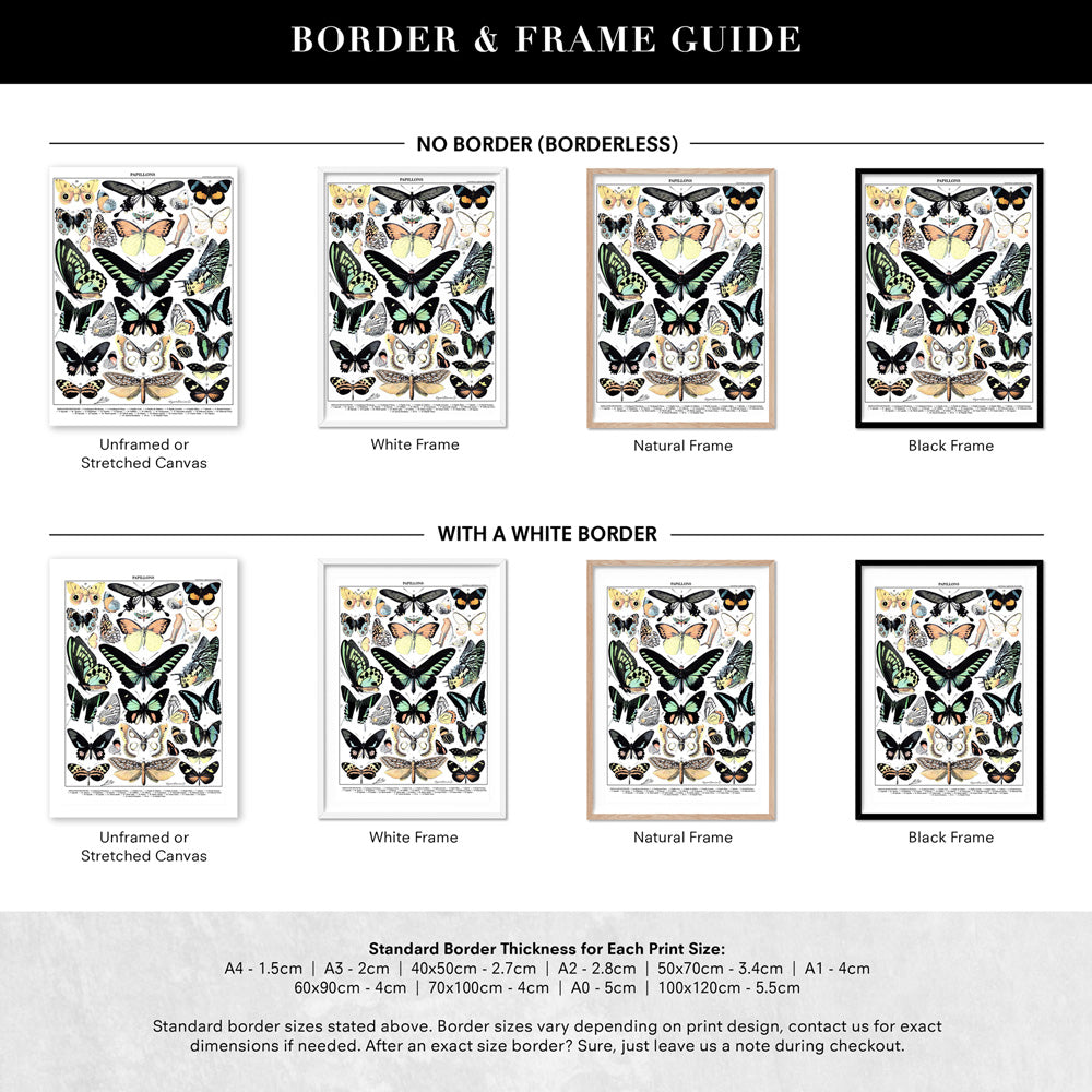 Papillons I Vintage Illustration by Adolphe Millot - Art Print, Poster, Stretched Canvas or Framed Wall Art, Showing White , Black, Natural Frame Colours, No Frame (Unframed) or Stretched Canvas, and With or Without White Borders