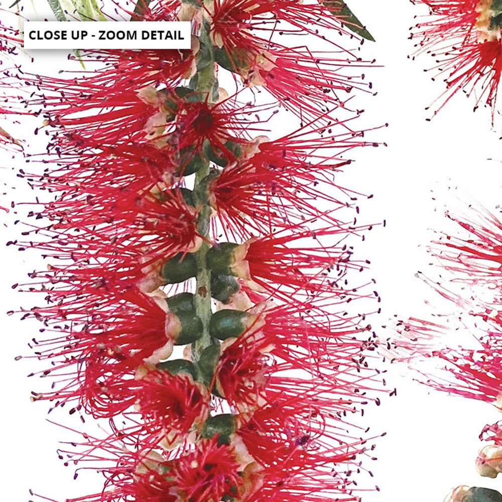 Bottle Brush Flowers I - Art Print, Poster, Stretched Canvas or Framed Wall Art, Close up View of Print Resolution