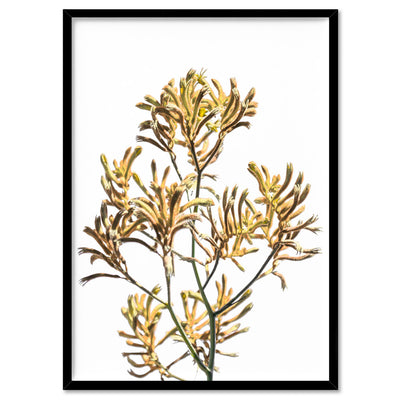 Kangaroo Paw in Yellow - Art Print, Poster, Stretched Canvas, or Framed Wall Art Print, shown in a black frame