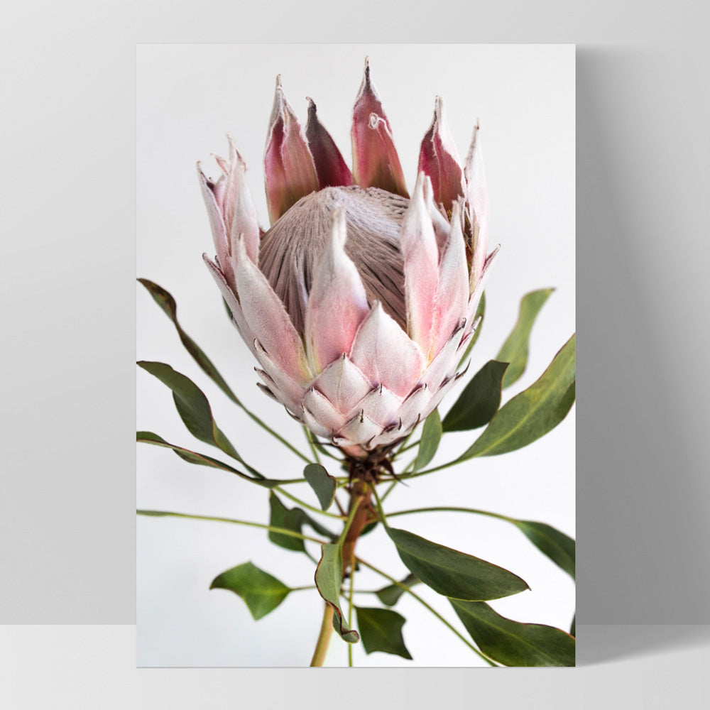 King Protea Portrait - Art Print, Poster, Stretched Canvas, or Framed Wall Art Print, shown as a stretched canvas or poster without a frame
